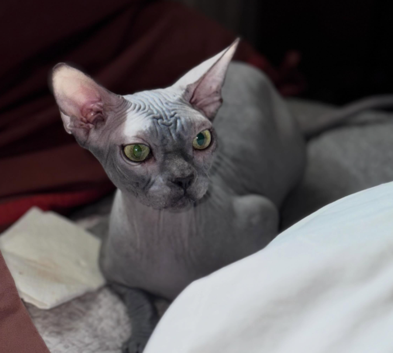 Adult Sphynx