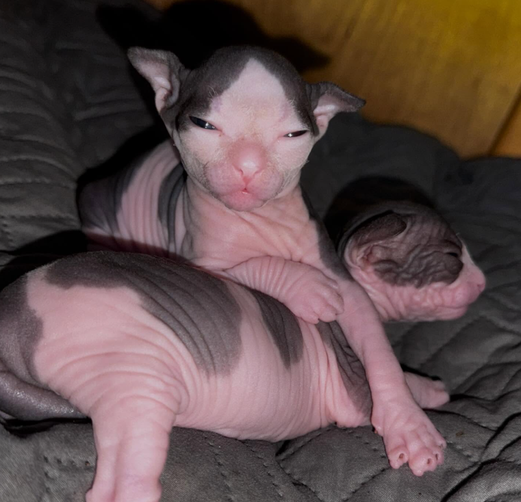 Romeo & Juno