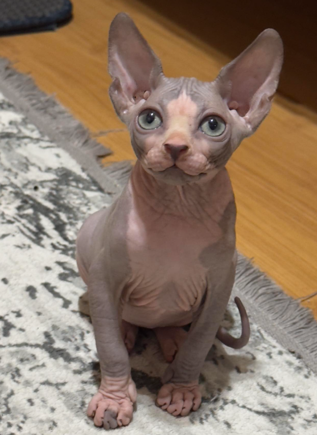 Sphynx kitten
